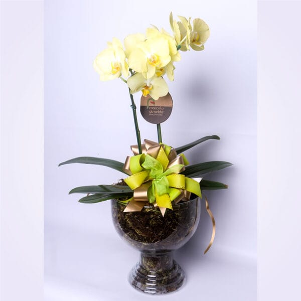 ORQUÍDEA PHALAENOPSIS NO VIDRO