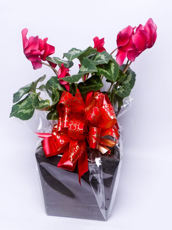 VASO PLANTADO CICLAME