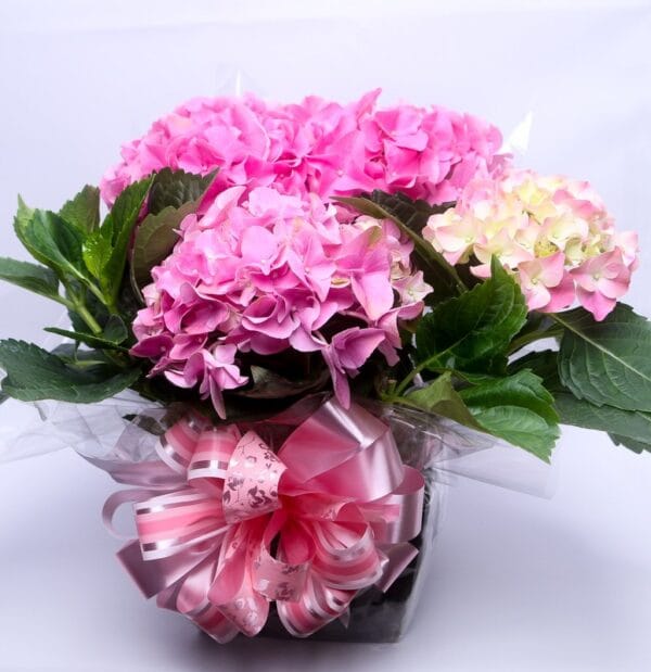 VASO PLANTADO HORTÊNCIA ROSA