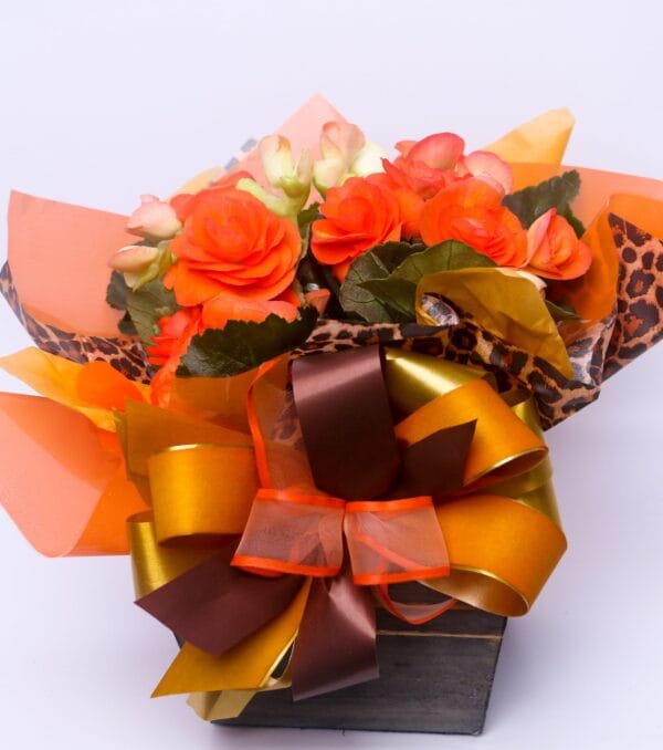 MINI BEGÔNIA VASO PLANTADO