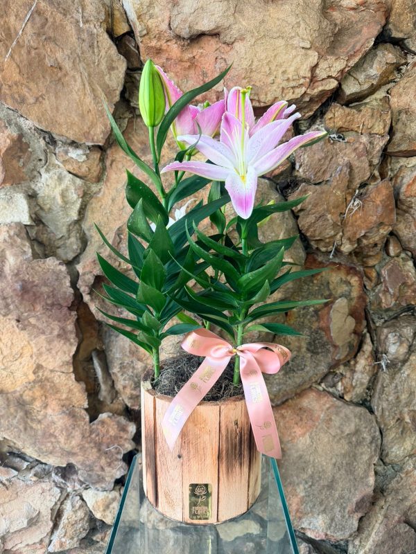 VASO PLANTADO DE LÍRIO ROSA