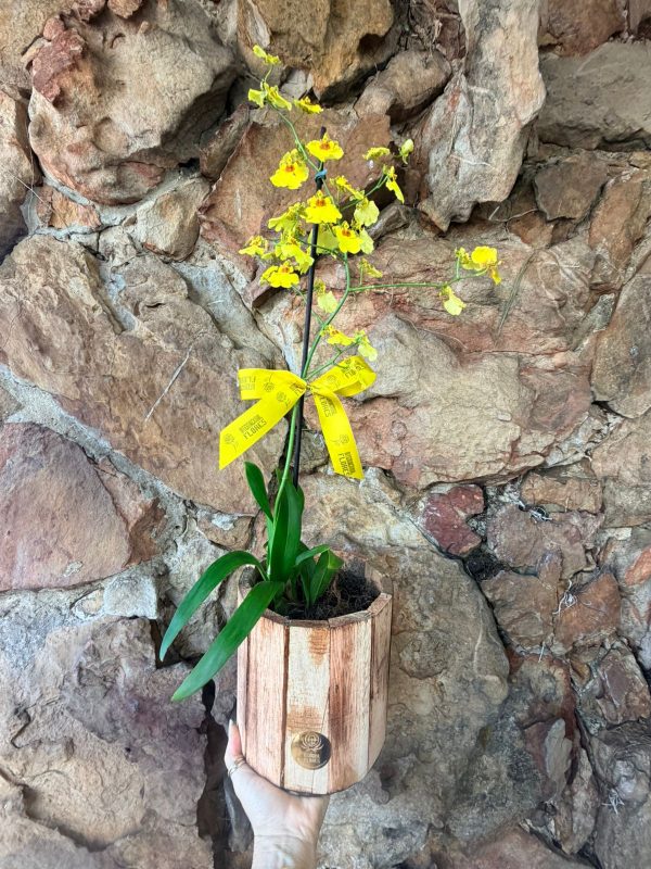 ORQUÍDEA CHUVA DE OURO