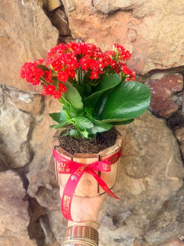 MINI CALANDIVA VASO PLANTADO