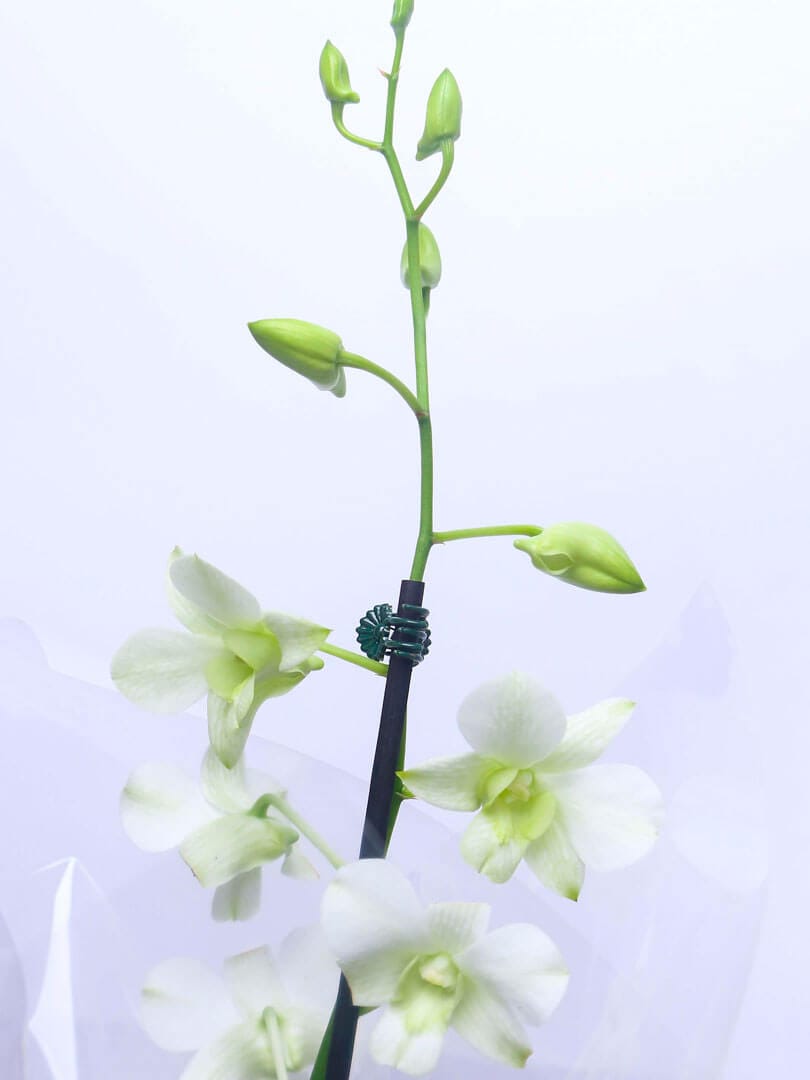internacional-flores-produto-ORQUIDEA-DENPHAL-1