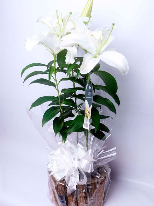 VASO PLANTADO DE LÍRIO BRANCO