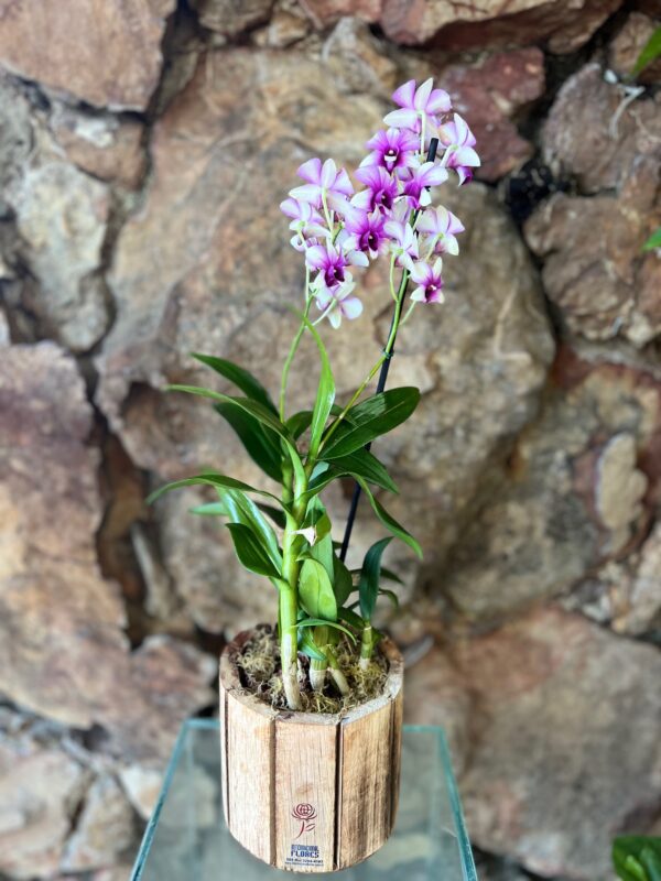 ORQUÍDEA DENPHAL