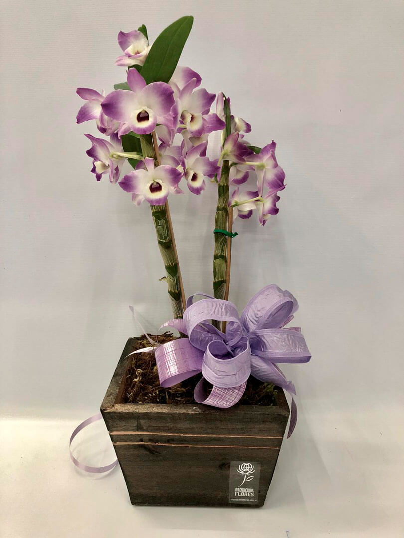 ORQUÍDEA DENDROBIUM - Internacional Flores