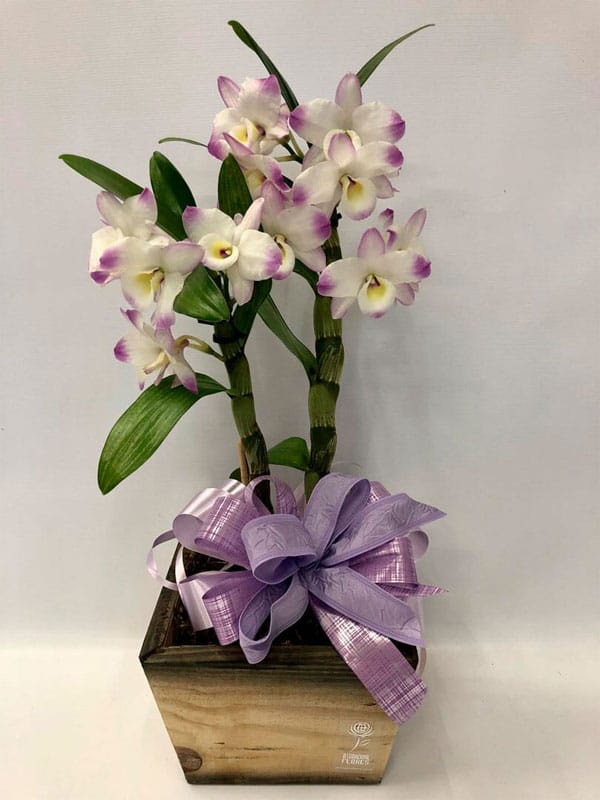 ORQUÍDEA DENDROBIUM