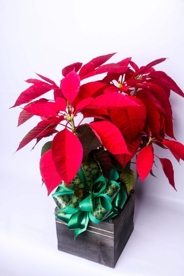 VASO PLANTADO DE BICO DE PAPAGAIO