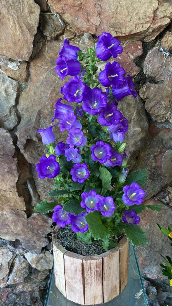 VASO PLANTADO CAMPÂNULA