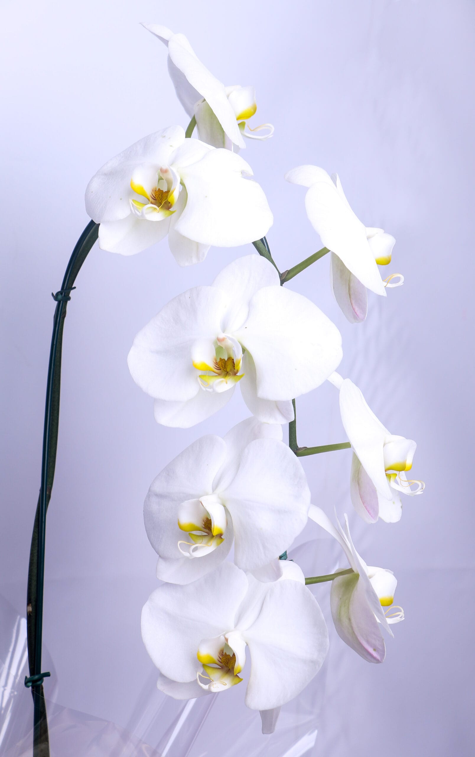 ORQUIDEA PHALAENOPSIS CASCATA (1)