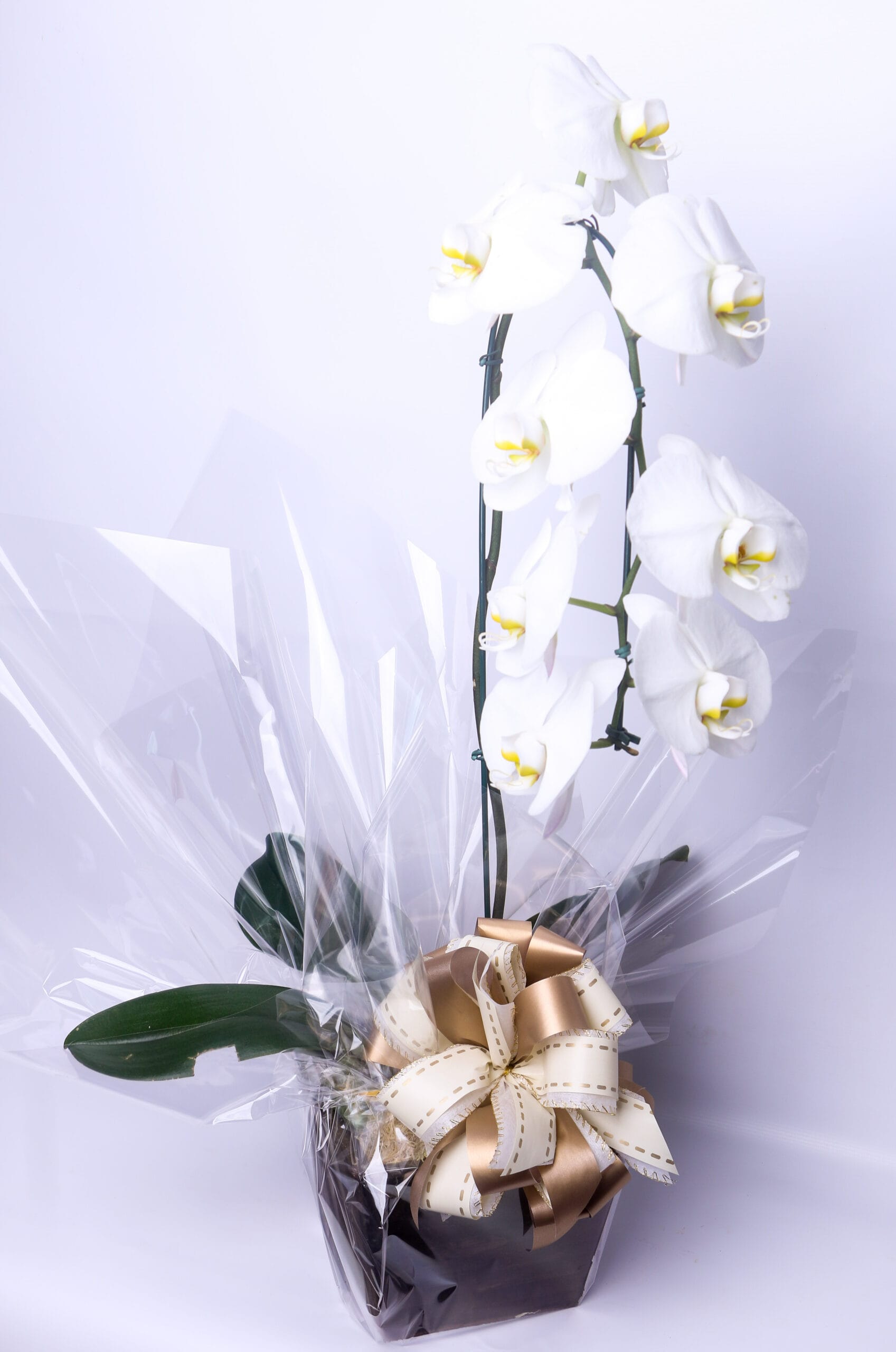 ORQUIDEA PHALAENOPSIS CASCATA (2)