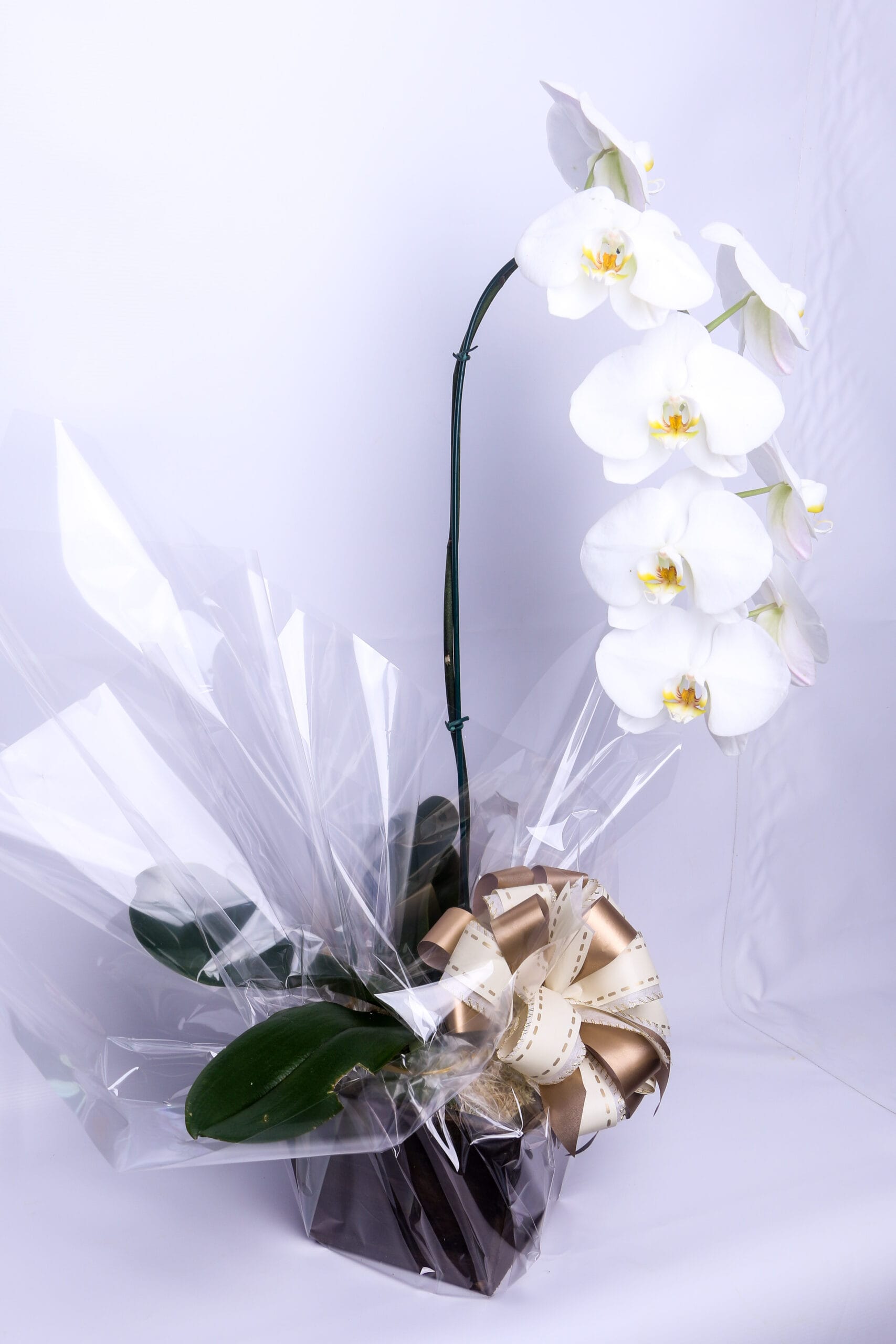 ORQUIDEA PHALAENOPSIS CASCATA (3)