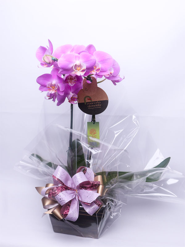 Arquivos Orquídeas - Internacional Flores