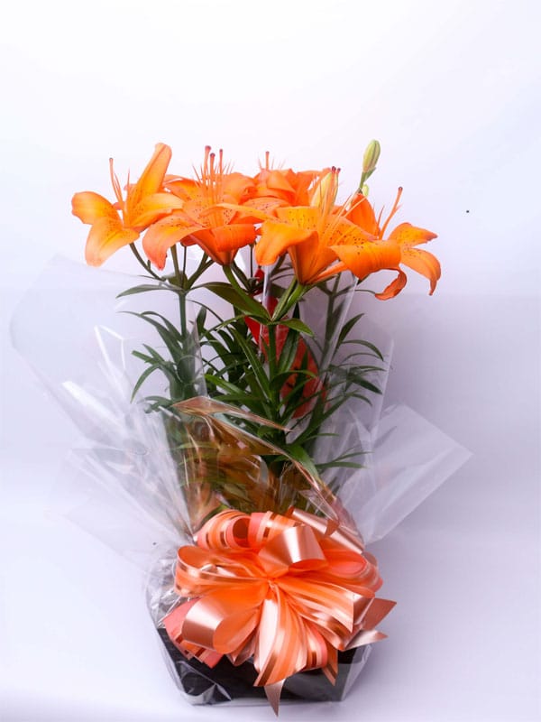 VASO DE LÍRIO LARANJA