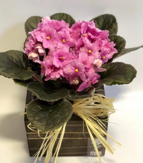 VASO PLANTADO VIOLETÃO