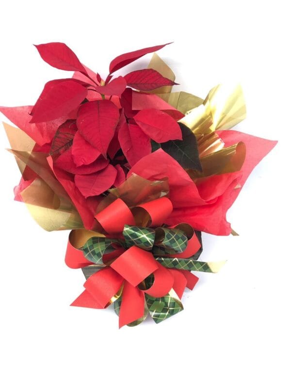 VASO BICO DE PAPAGAIO PEQUENO