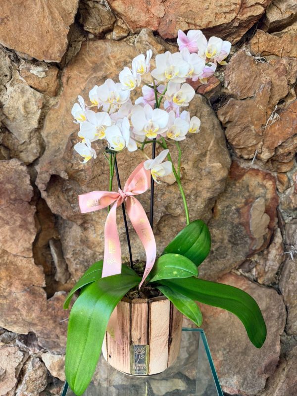 Orquídea Phalaenópsis MINI