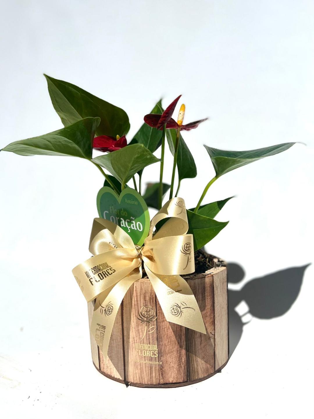 Mini Antúrio Vaso Plantado - Internacional Flores