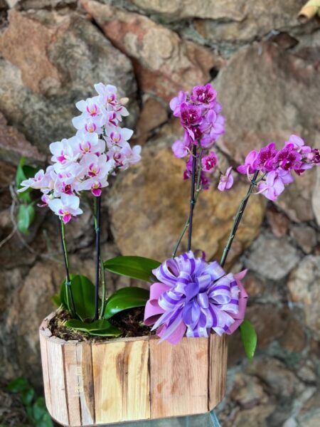 Dupla de Mini Orquídeas Phalaenopsis
