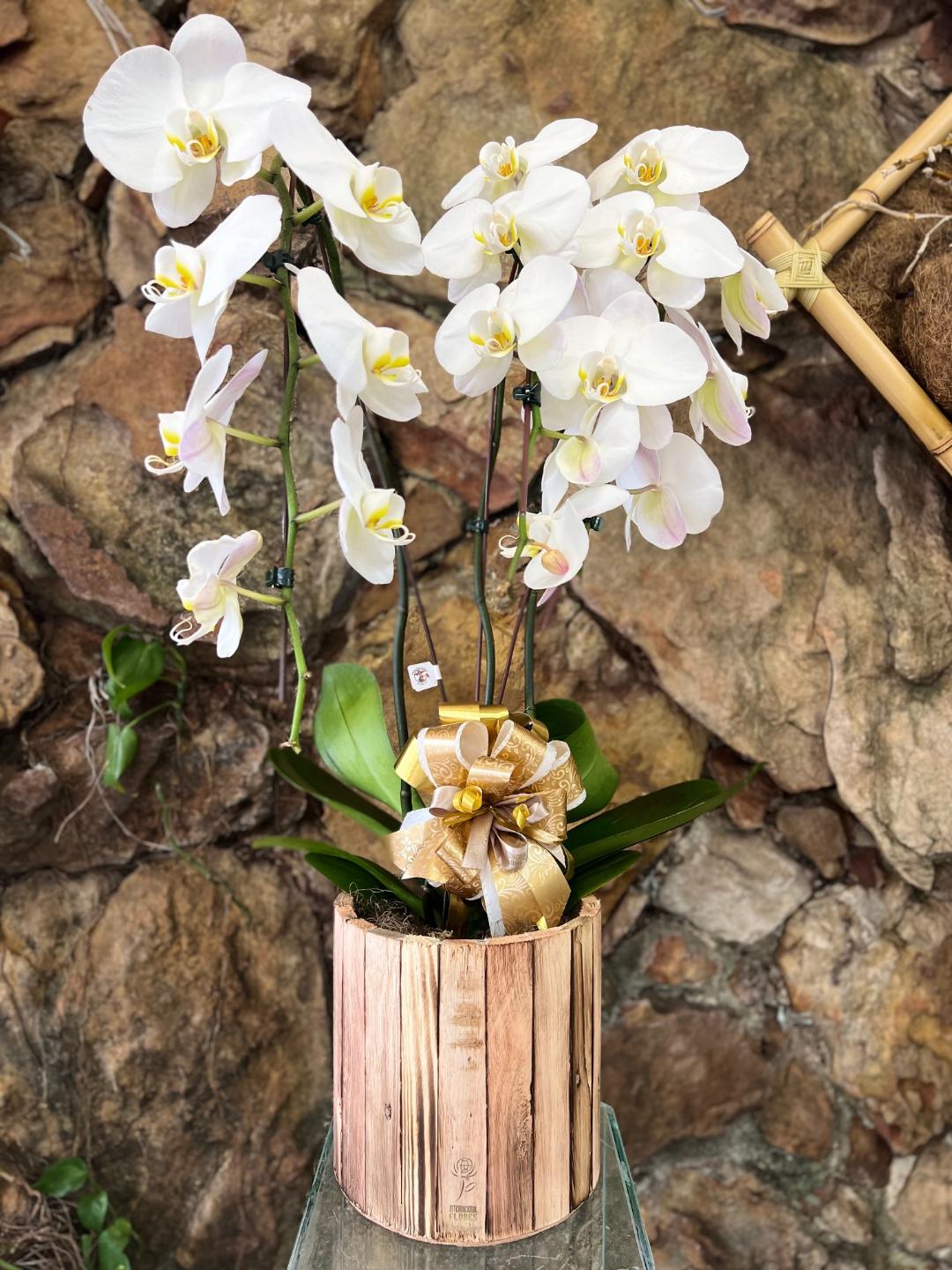 Orquídea Phalaenopsis Cascata 03 Hastes - Internacional Flores