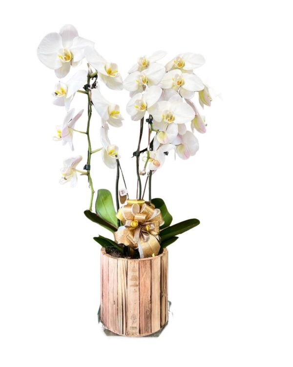 Orquídea Phalaenopsis Cascata 03 Hastes