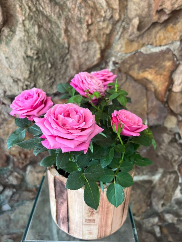 Vaso Plantado Roseira