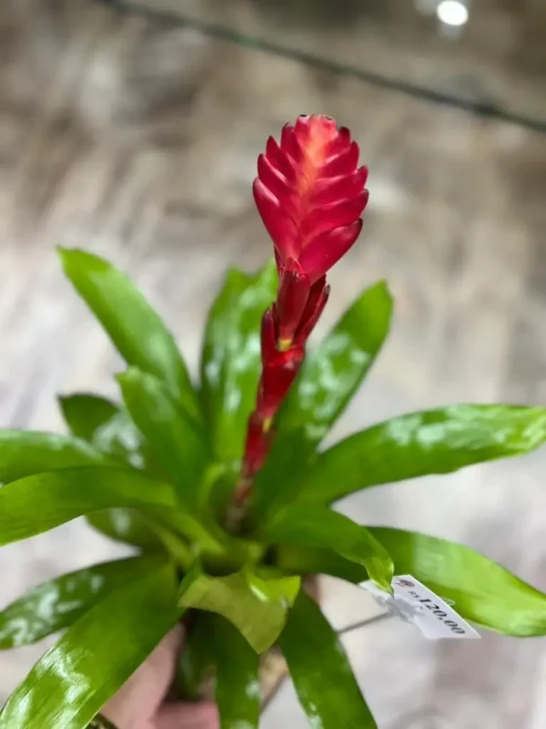 Bromélia Plantada no Cachepô