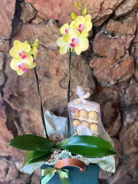 Box sacola Verde Orquídea 2 hastes e Chocolate