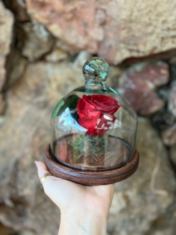 Rosa Preservada “Eterna” Cúpula de vidro M