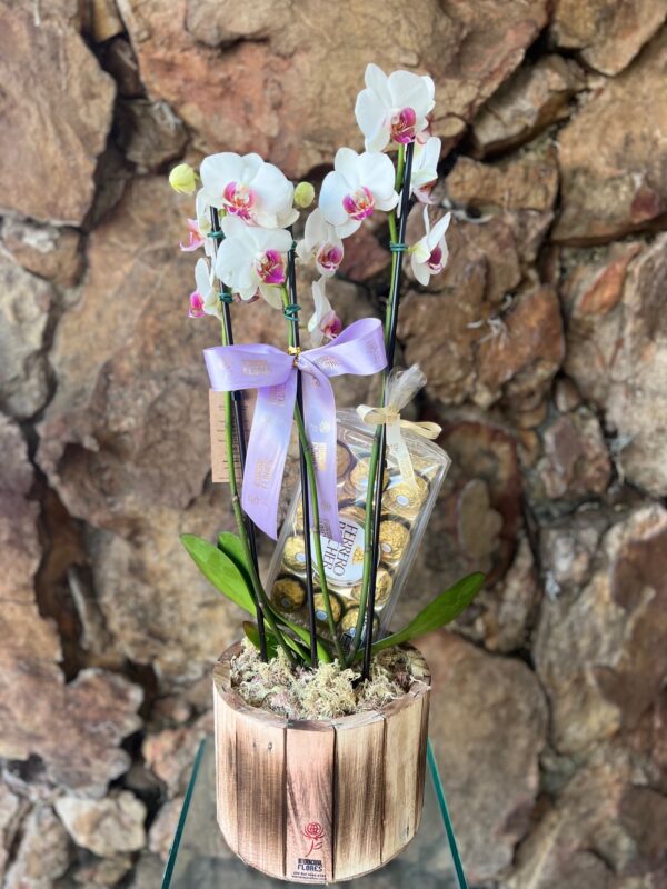 Orquídea Phaleanópsis com Chocolate Ferrero T12