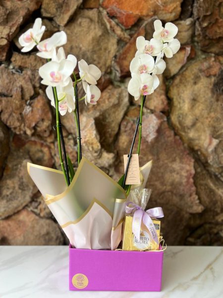 Orquídea Phaleanopsis 2 haste na Box com Chocolate T4