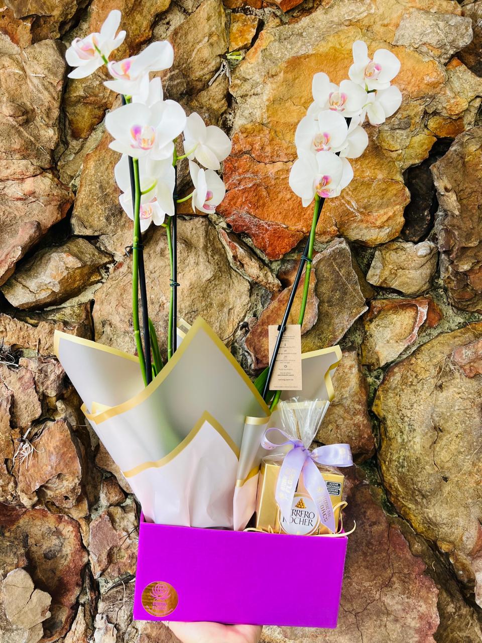 Orquídea Phaleanopsis na Box com Chocolate T4 2