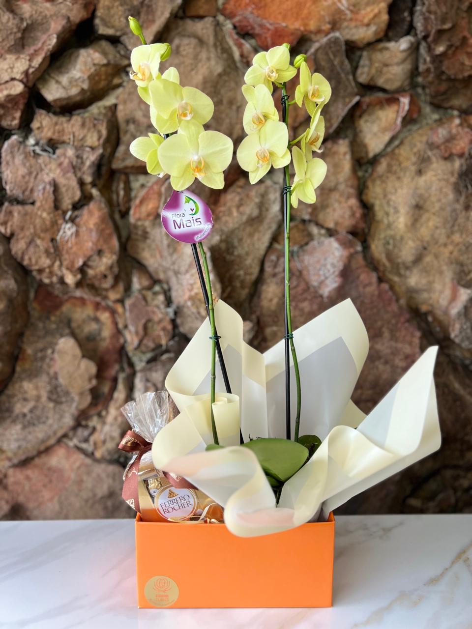 Orquídea Phaleanopsis na Box com Chocolate T4 7