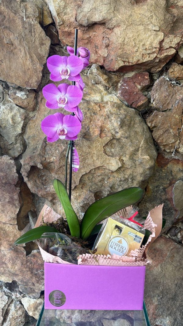 Orquídea Phaleanopsis 1 haste na Box com Chocolate T4