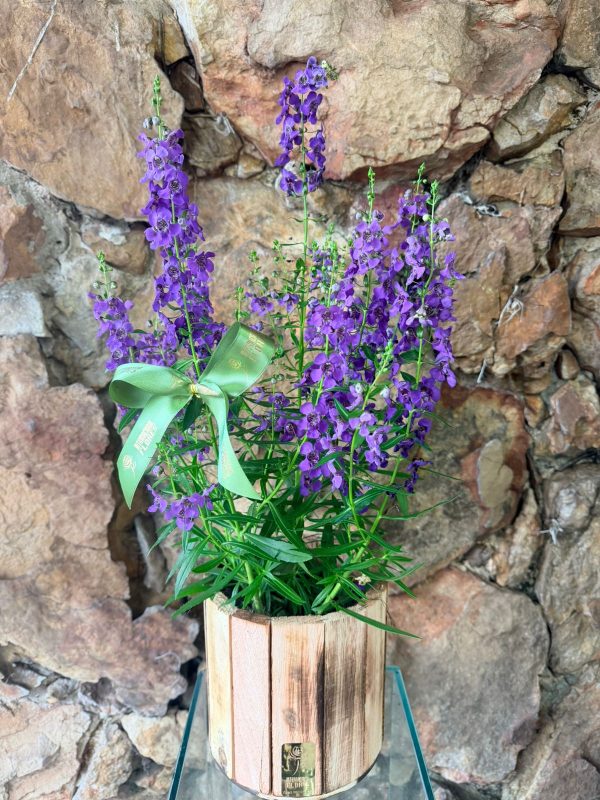 Vaso Plantado de Angelonia