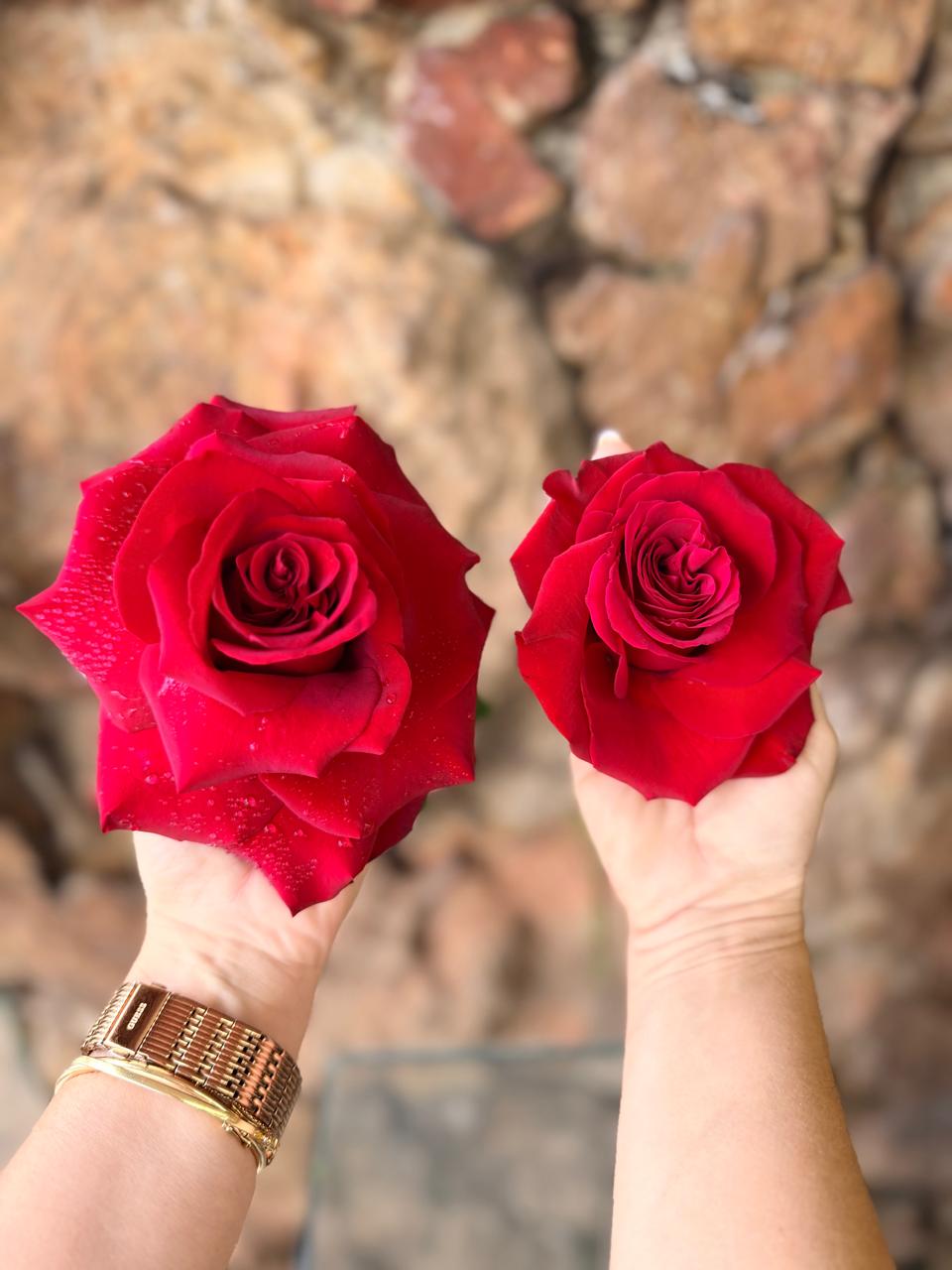 Buquê 10 Rosas Importadas “Prime” vermelha 1
