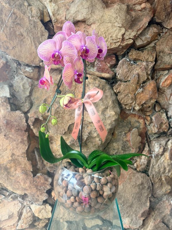 Orquídea cascata em aquário de vidro